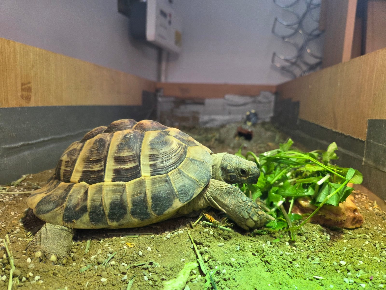 Male Hermann's Tortoise Reptile, 10 Years Old for Sale in Battersea, London