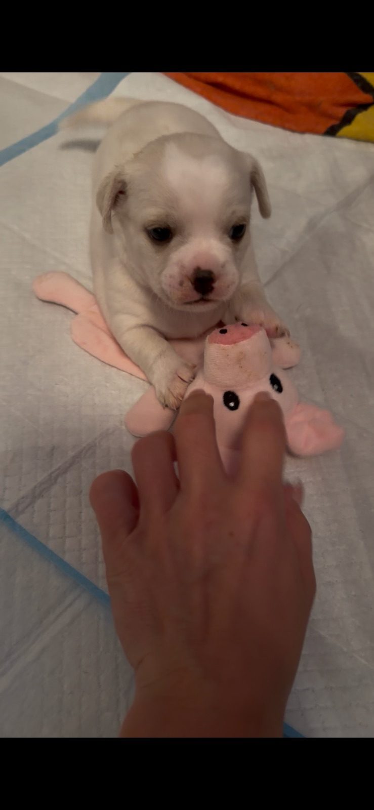 French Bulldog X Chihuahua Puppy, 5 Weeks Old for Sale in Plymouth