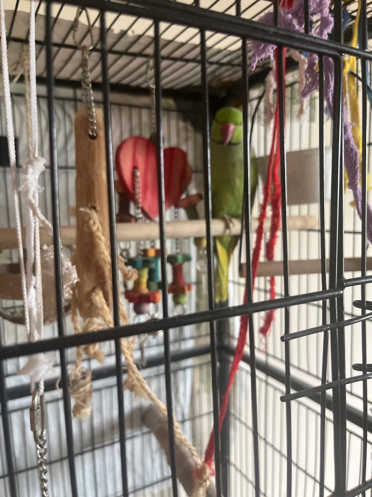 Male Indian Ringneck Bird, 3 Years Old for Sale in Merseyside