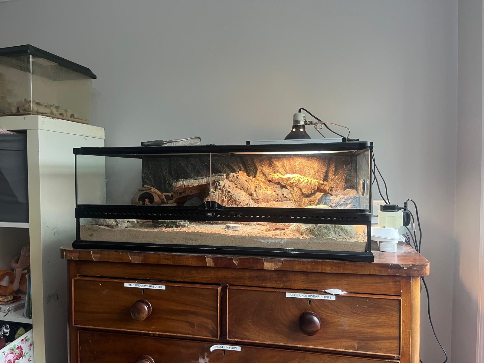 Leopard Gecko Reptile, 3 Years Old for Sale in Manchester, Greater Manchester