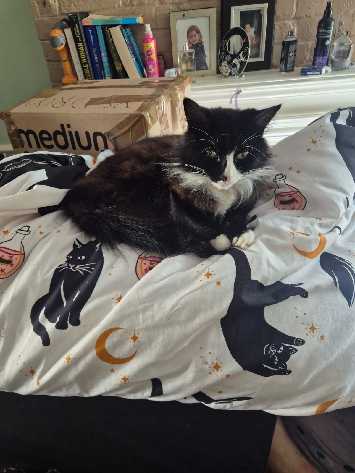 Male British Longhair Cat for Rehoming in Ashford, Kent