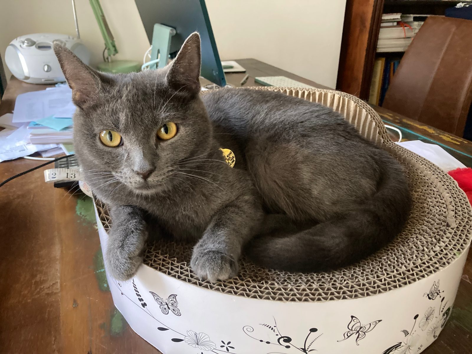 Female Mixed Breed Cat, 1 Year Old for Rehoming in N15 area