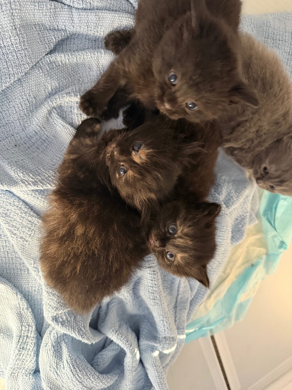 Mixed Breed Cat Kitten, 7 Weeks Old for Sale in WD6 area