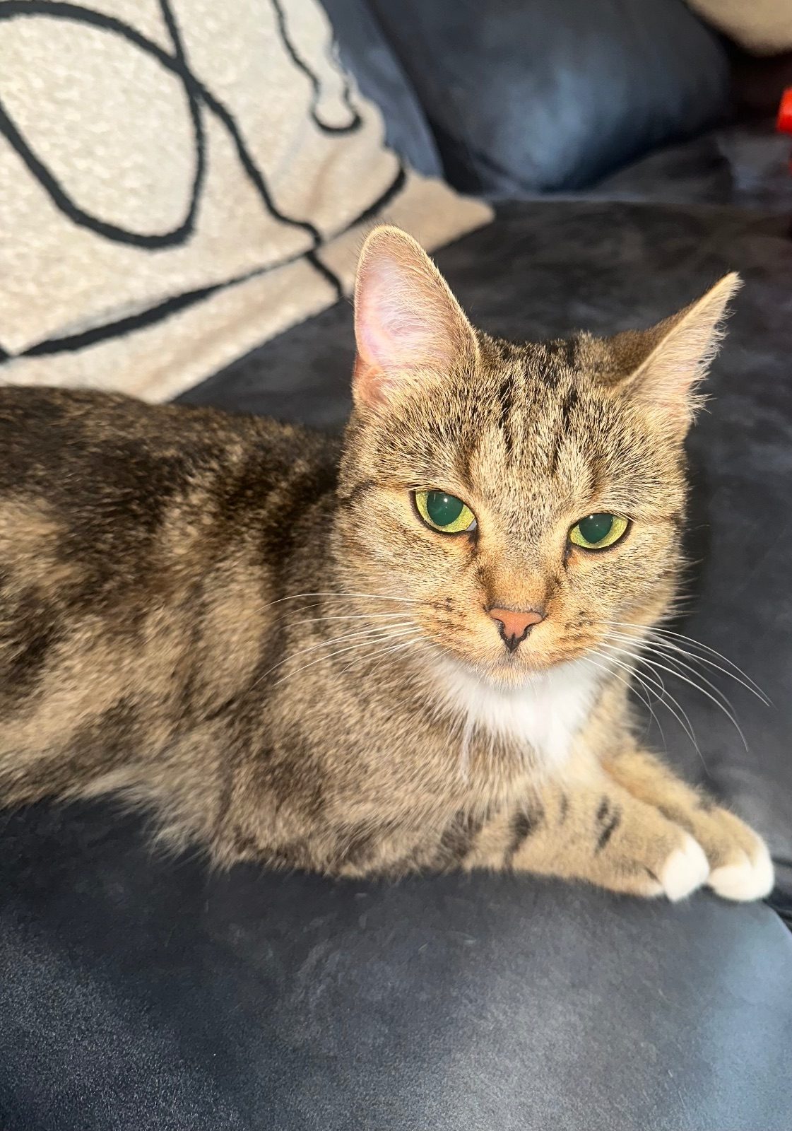 Female Domestic Shorthair Cat, 2 Years Old for Sale in Halstead, Essex