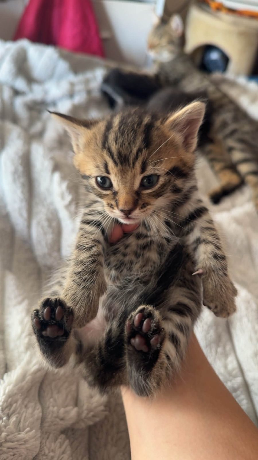 Mixed Breed Cat Kitten, 5 Weeks Old for Sale in Oxford
