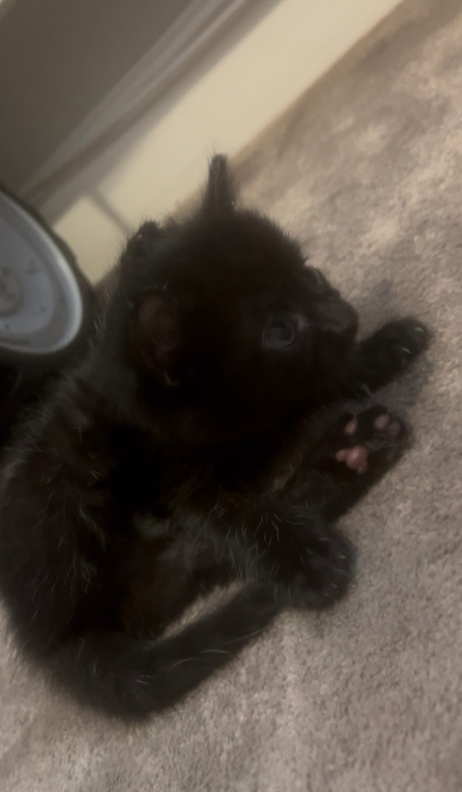 Female British Shorthair Kitten, 8 Weeks Old for Sale in Southampton