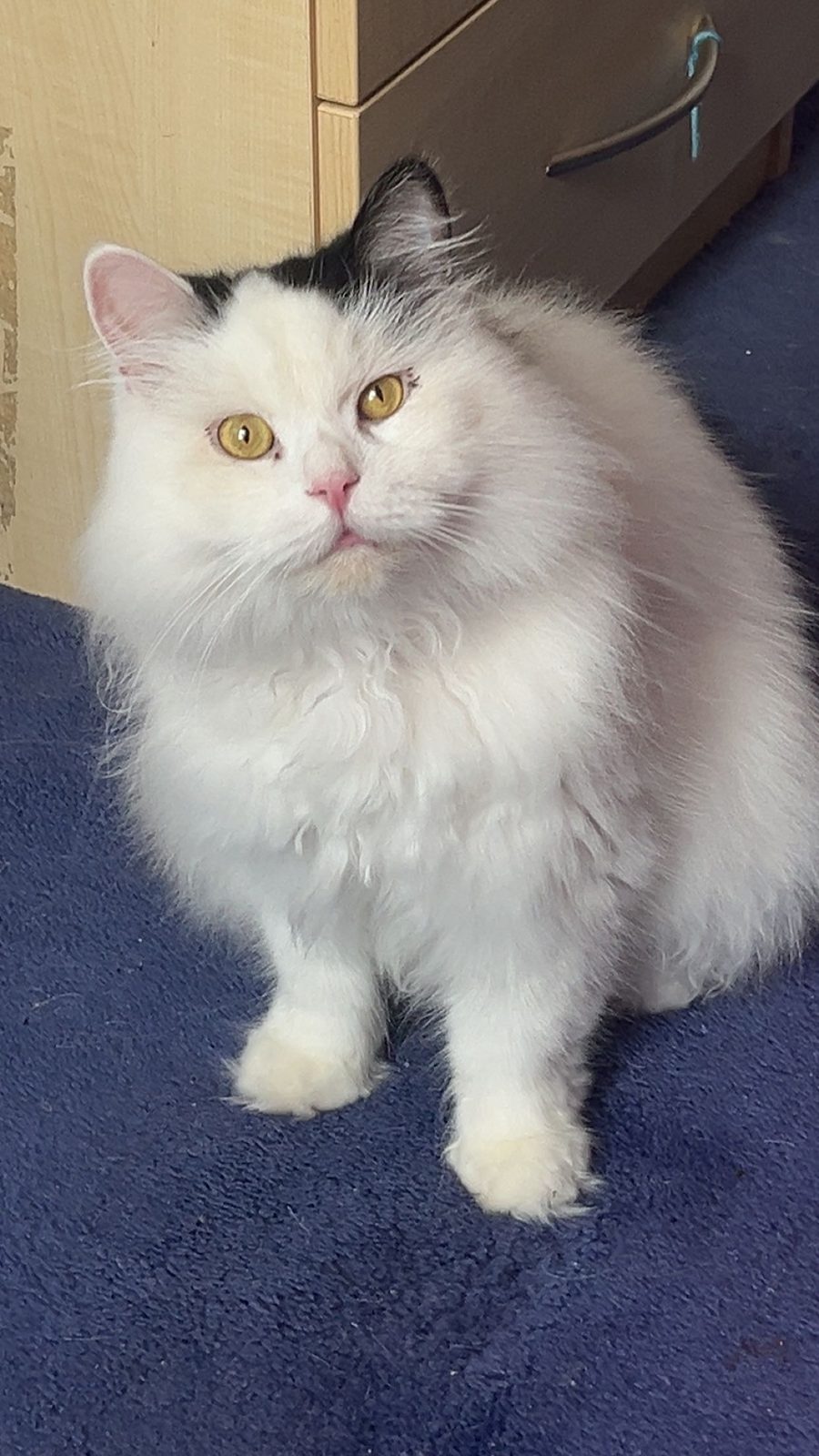 Male Persian Cat, 3 Years Old for Rehoming in Preston, Lancashire