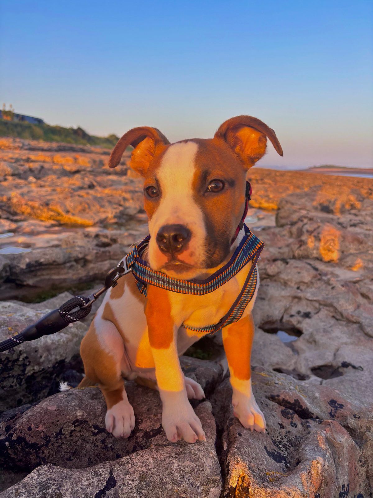 Male American Bulldog Puppy, 6 Months Old for Sale in Tonypandy, Rhondda Cynon Taf