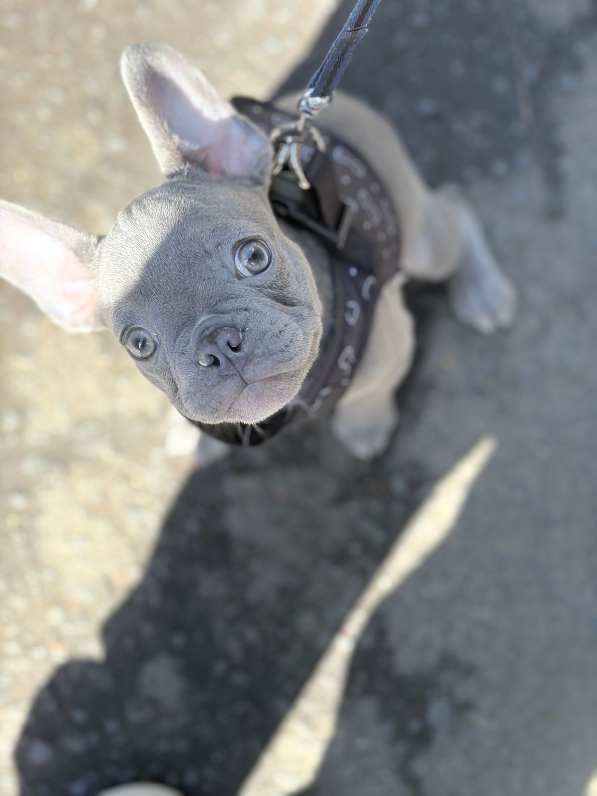 Male French Bulldog Puppy, 13 Weeks Old for Sale in Irvine, North Ayrshire