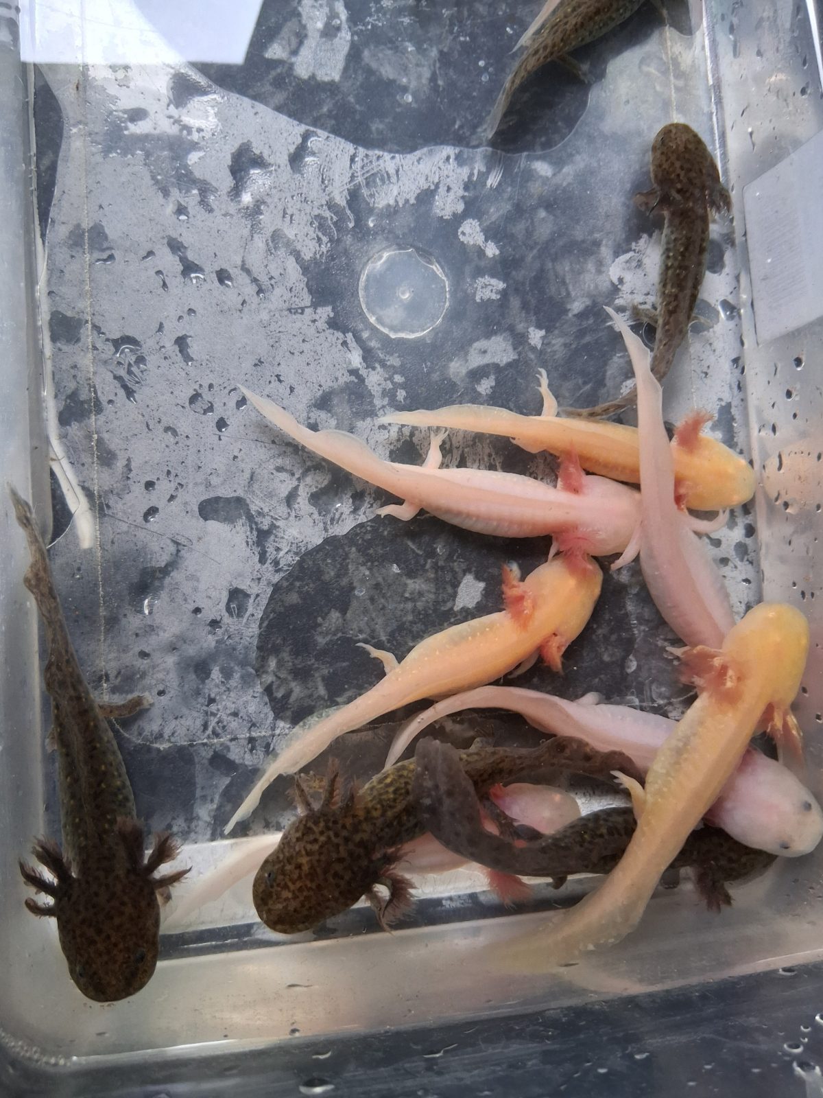 Axolotl Hatchling, 4 Months Old for Sale in Portsmouth