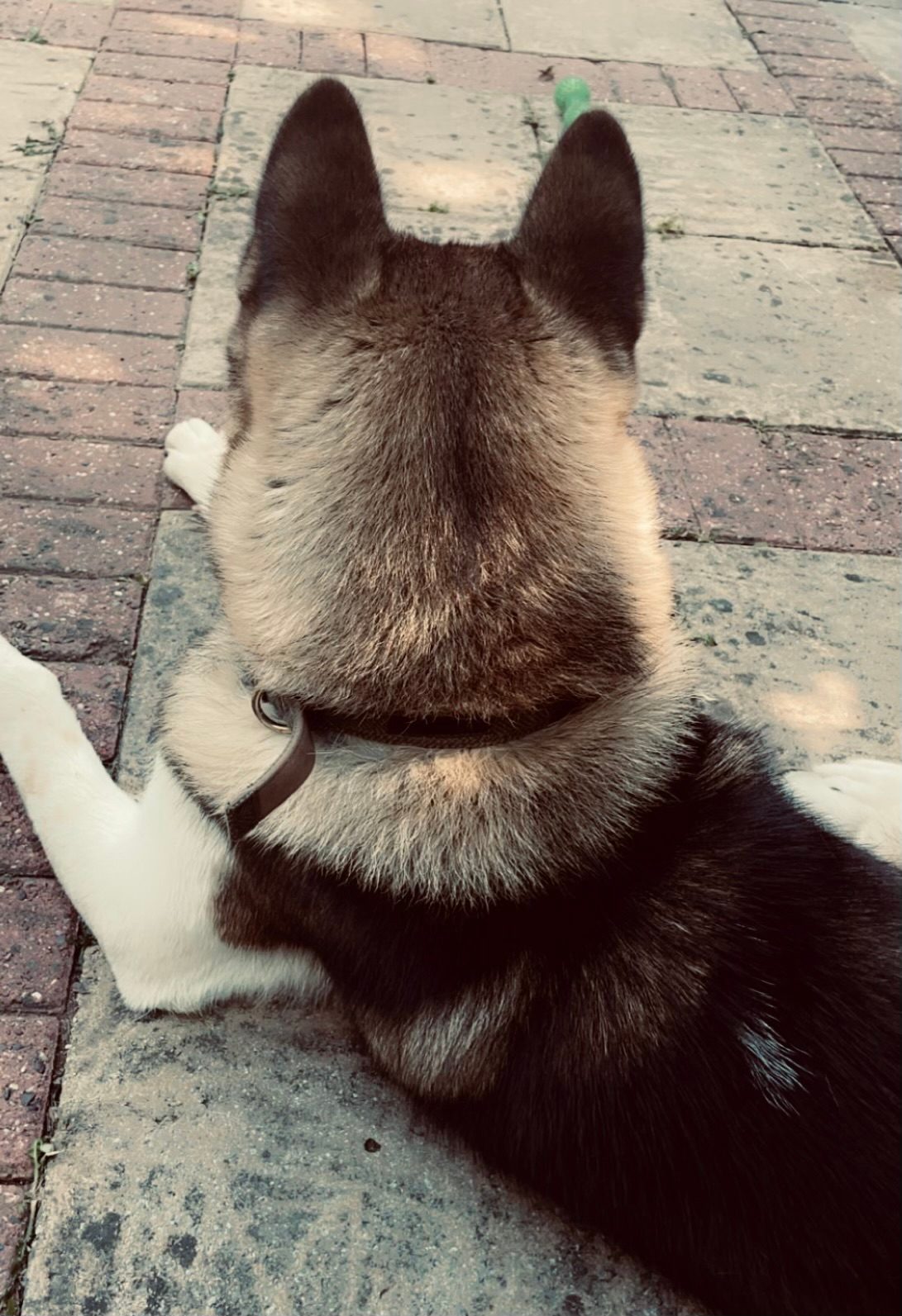 Male Akita Dog, 5 Years Old for Rehoming in Birmingham