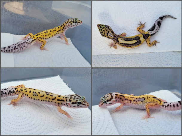 Leopard Gecko Hatchling, 7 Weeks Old for Sale in New Malden, Kingston Upon Thames