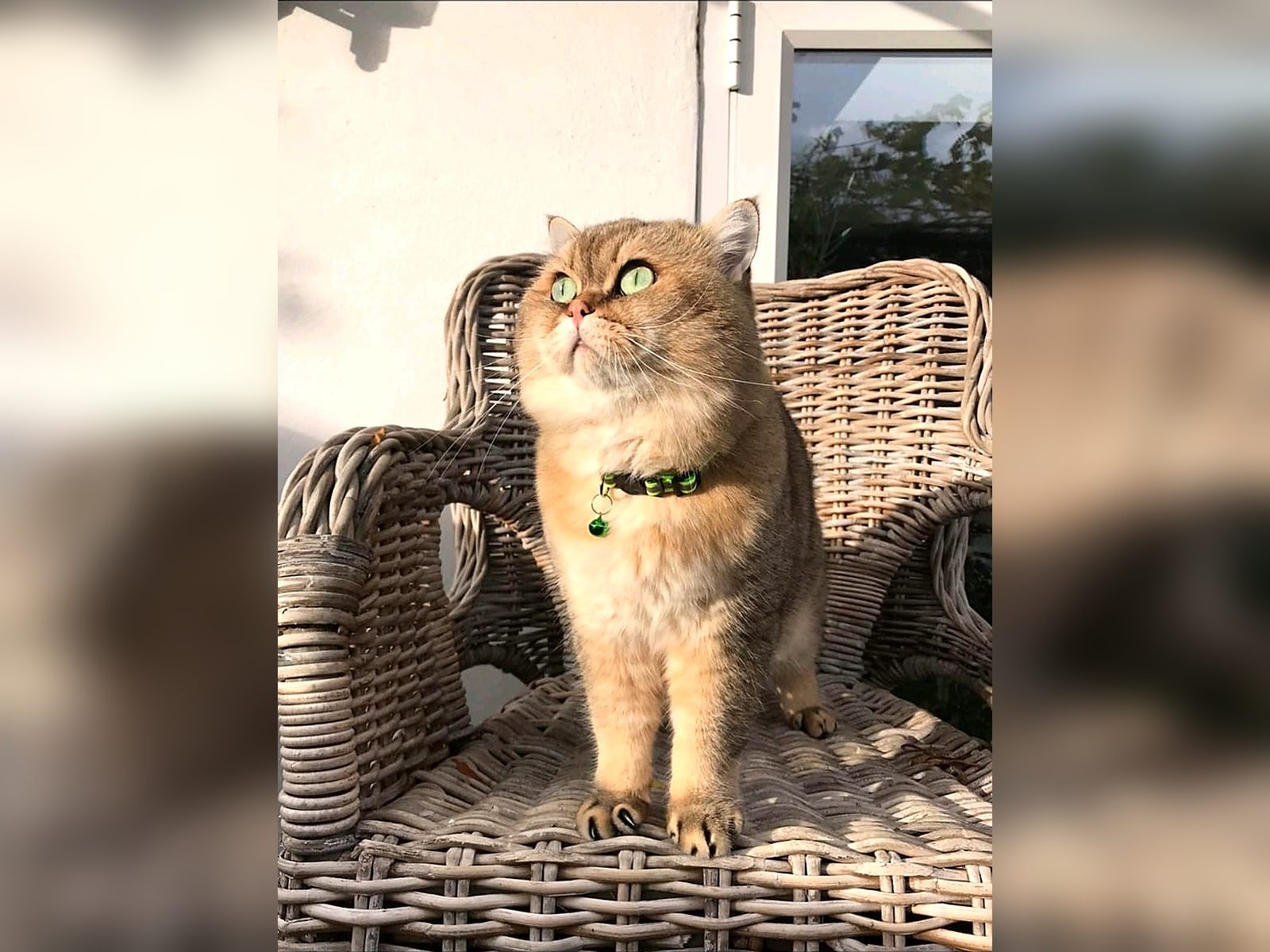 Male British Shorthair Cat, 3 Years Old for Sale in Uxbridge, Greater London