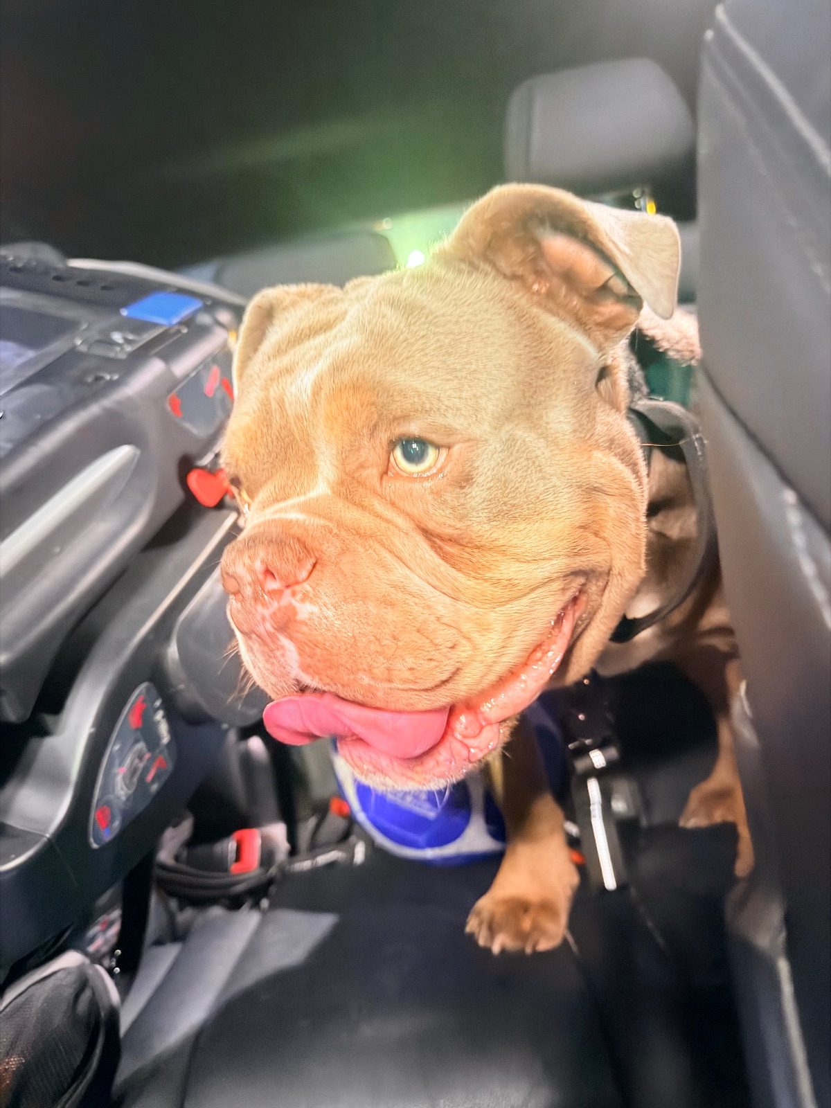 Male Loving Dorset Old Tyme Bulldogge Puppy, 10 Months Old for Sale in London, Greater London