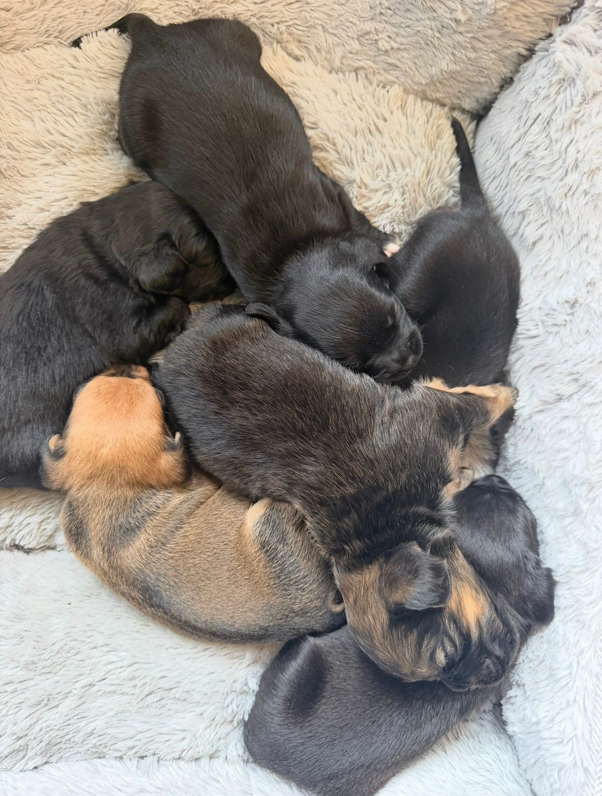 Female Frenchie X Cocker Spaniel Puppy, 4 Weeks Old for Sale in Leicester